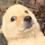 Doge