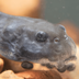 NEW GENE EDITED TOAD logo