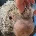 Rico The Porcupine logo