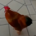 1st Chicken From Elevator logo