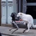 Dog Fucks Robot Dog logo