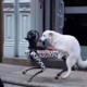 Dog Fucks Robot Dog logo