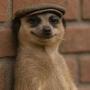 MEERKAT