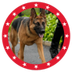 MAGA DOG logo