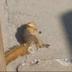 Raped Squirrel logo