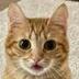 Tori the Cat logo