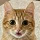 Tori the Cat logo