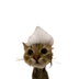 soapy cat logo