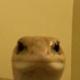 Leonard The Lizard logo