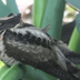 Great Eared Nightjar  logo