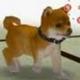 Nintendo Doge logo