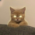 MEONG logo