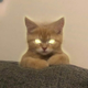 MEONG logo