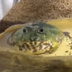 Frog Timelapse logo