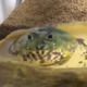 Frog Timelapse logo