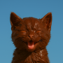 crap cat