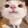 boop cat