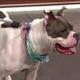 NEW NBC10 NEWS DOG logo
