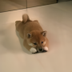 INU logo