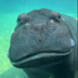 NEW SAN DIEGO ZOO HIPPO logo
