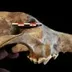 Justice For Stone Age Dog logo