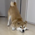 Viral Mischevious Shiba logo