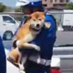 First Arrested Shiba Inu logo