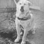 HACHIKO