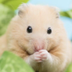 Pwease logo