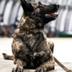 nato official dog mascot logo