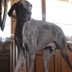 world's tallest dog logo