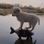 DOGJOCKEY