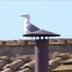 Gull The Real Pope logo