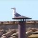 Gull The Real Pope logo