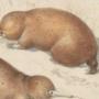Echidna