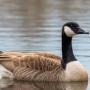 GOOSE