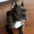 Bitcoin Dog logo