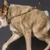UGLY SHIB  logo