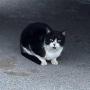 Scat