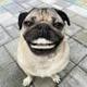 Doug The Pug logo