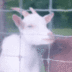 Jewels Da Goat logo