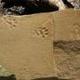 NEW ANCIENT CAT DISCOVERED logo