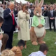 WHITE HOUSE NEW BUNNY MASCOT logo