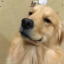 MILO
