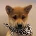 dogwifscarf logo