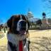 New White House service Dog logo