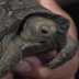 Endangered Baby Tortoise logo