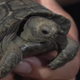 Endangered Baby Tortoise logo