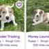 Financial Fraud Doggies logo