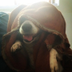 Sith Lord Dog logo